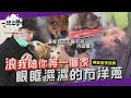 【一起上學吧】狗派貓派大和解！一日志工竟讓人狗哭哭了！ │台北市動物之家志工企劃