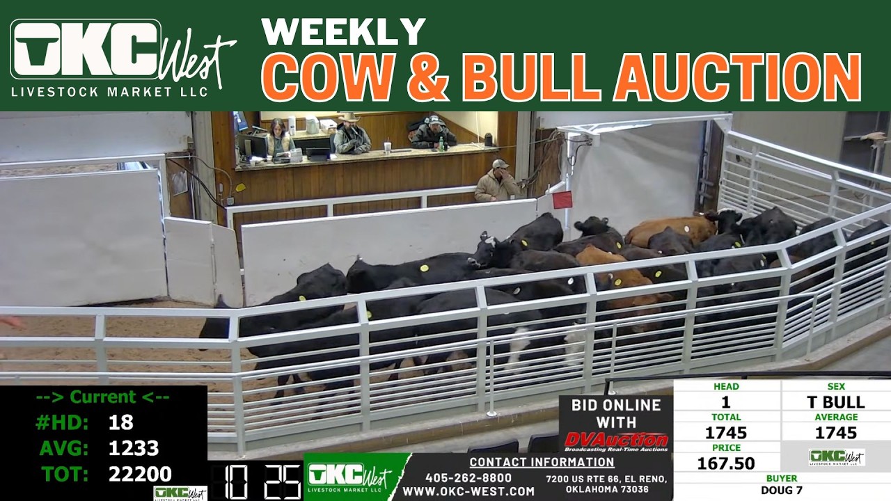 OKC West Cow & Bull Auction LIVE | El Reno Market Prices | Feb 2, 2026 ...