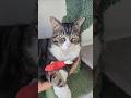 rescue cat chin scratches 🥰 #adoptstrays #catshorts #tiktok猫 #cutekawaii #neko #pet #fluffy #meowfia