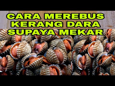 Video: Apakah kerang harus ditutup rapat sebelum dimasak?