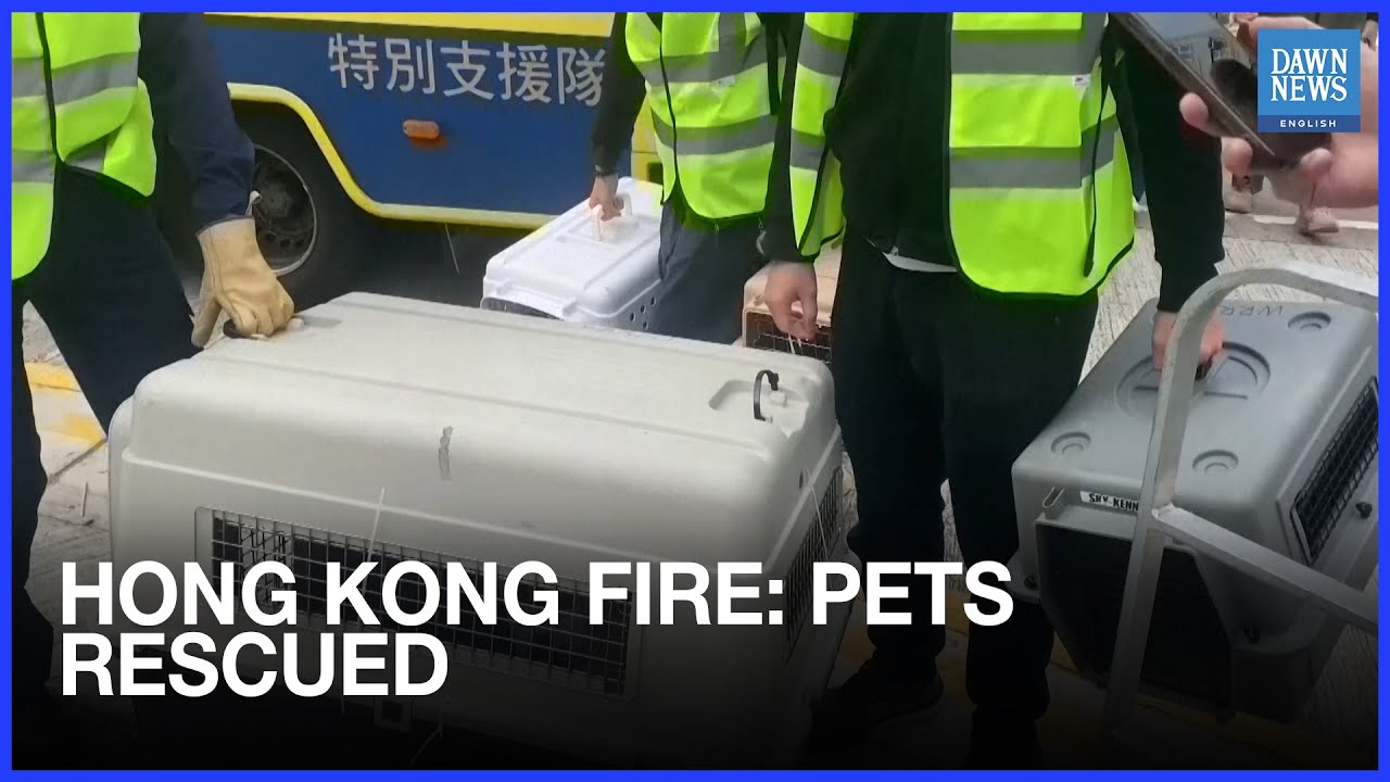 Volunteers Rescue Pets Amid Hong Kong Deadly Fire | Dawn News English ...
