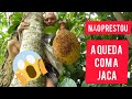 FUI TIRAR A ÚLTIMA JACA DO ANO + LEVEI UMA QUEDA COM JACA E TUDO