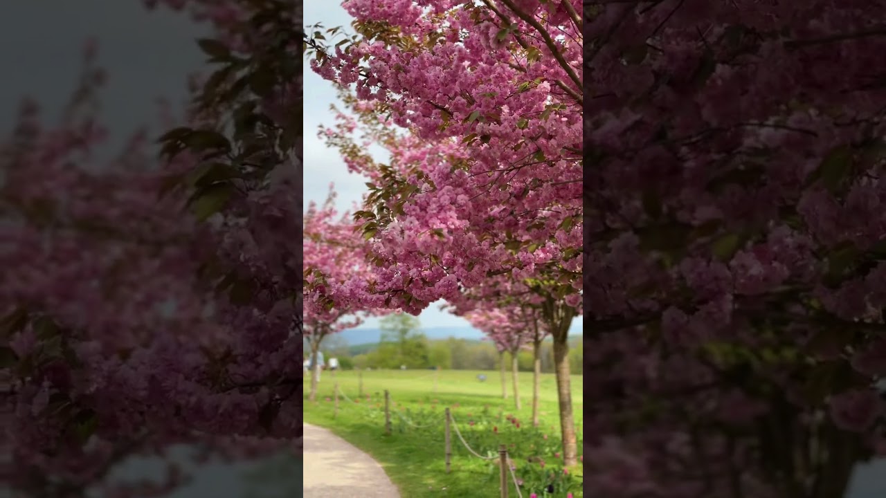 Happy Easter everyone from Emmetts Gardens 🌸💓💗🐣🥚🪺