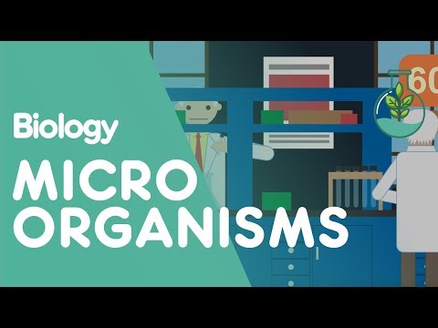 Culturing Microorganisms Part 1 | Cells | Biology | FuseSchool
