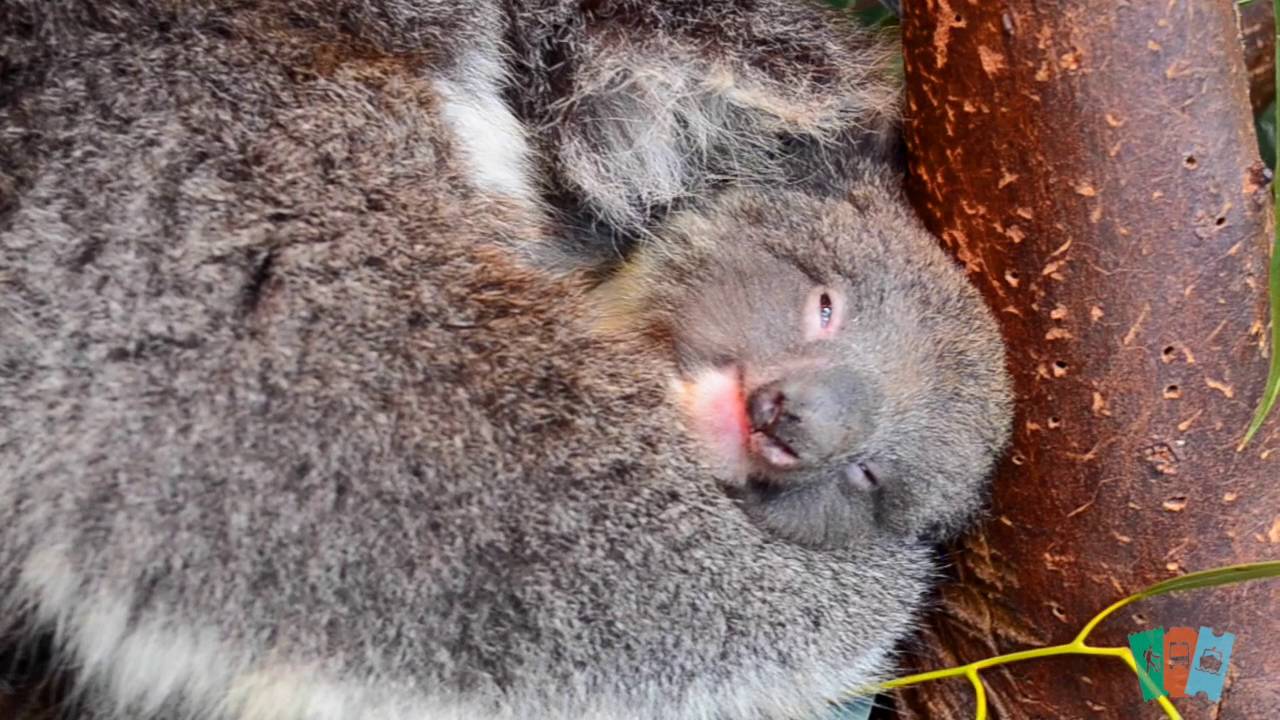 Swan Valley Overview | Sightseeing Pass