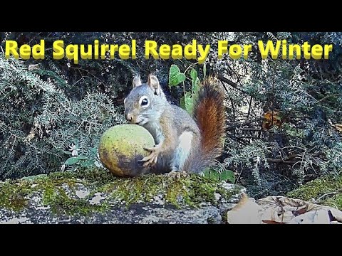Video: Kaip Voverė Ruošiasi žiemai