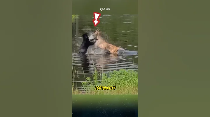 A black bear attacks a deer, and the outcome. #bear #deer #animals thumbnail