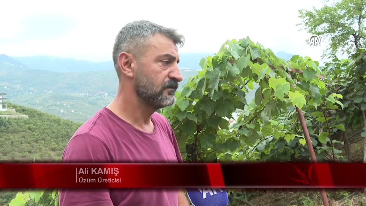 İsabella üzümünün sofralara yolculuğu başladı