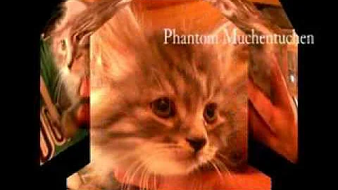 Video 1293131: russian siberian, baby siberian kitten, kitten home
