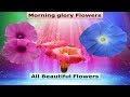 Morning glory Flowers  and All species 2018
