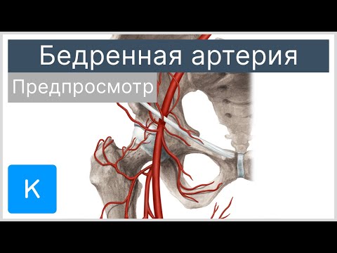 Бедренная артерия (предпросмотр) - Анатомия человека | Kenhub