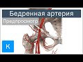 Бедренная артерия (предпросмотр) - Анатомия человека | Kenhub