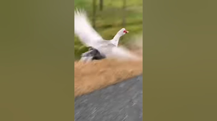 Domestic muscovy duck flying down the road