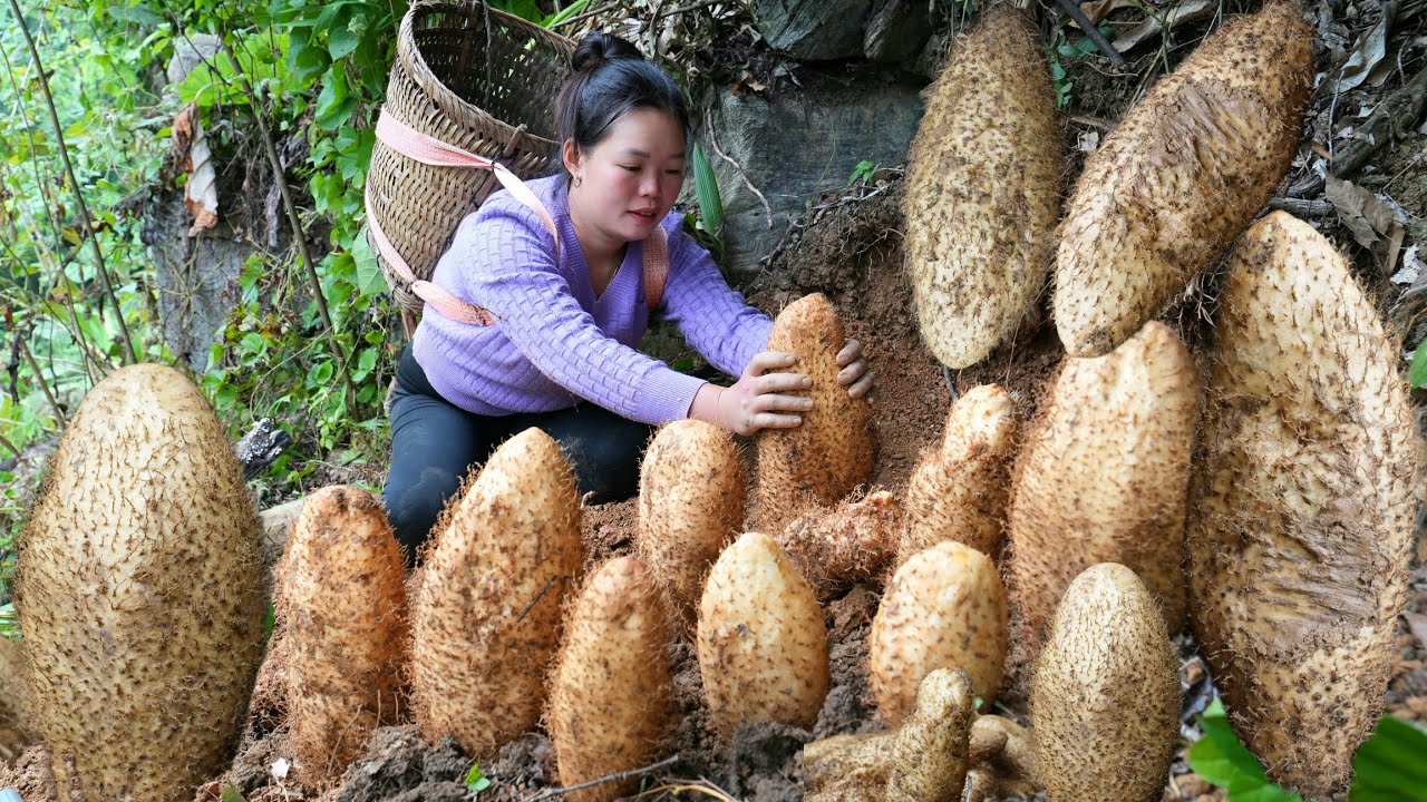 Harvesting strange, giant wild roots to sell at the market - Simple Countryside Dinner Cooking.