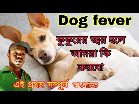 Dog fever treatment at home/  কুকুরের জ্বর হলে কি করবো