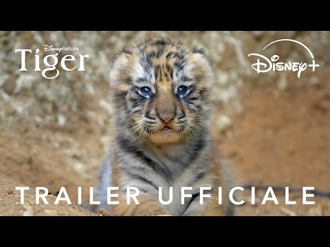Tiger | trailer ufficiale | dal 22 aprile | disney+