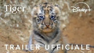 Tiger | Trailer Ufficiale | Dal 22 Aprile | Disney+