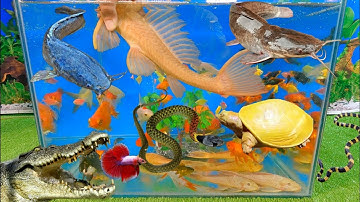 Tổng hợp các video cá cảnh đẹp, động vật dễ thương, cá lau kiếng abino, cá vàng, cá dạ quang