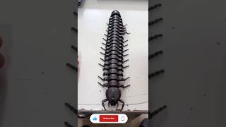 Next Level Insect Transformers (Powered by AI) ⚙️🦂