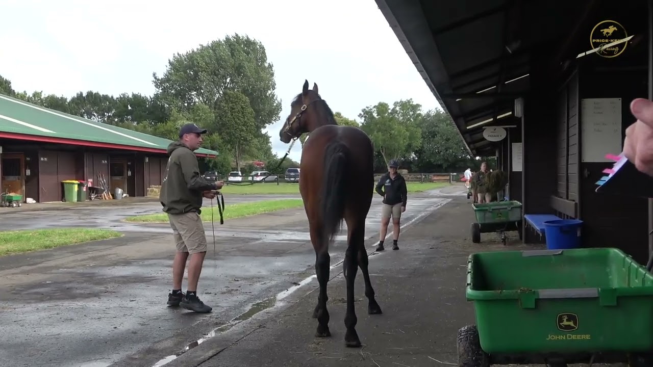 2026 Karaka Super Seth x Love Affair Colt