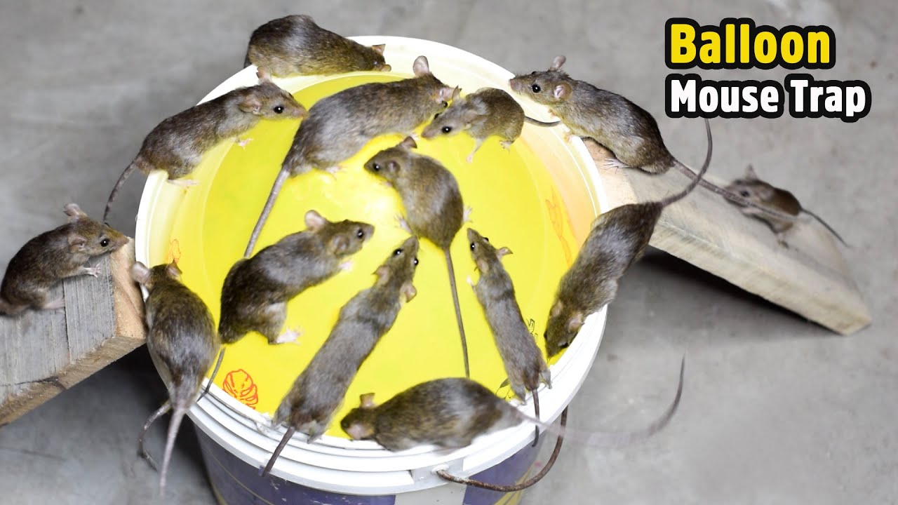 Best Mouse Trap Bucket Rat Trap Homemade All Time Best Mouse Trap