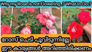 10 Secrets Why Rose not blooming | റോസ് ചെടി പൂവിടാതെ നിൽക്കുന്നതിനുള്ള 10 കാരണങ്ങൾ
