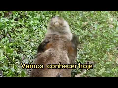 Vídeo: Misterioso, Semi-aquático E Peludo 