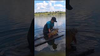 Який гарний короп #fishing