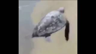 turtle flying meme