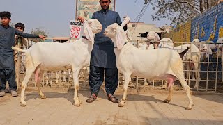 Rajanpuri Bakre 2023