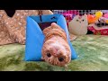 予想外な行動ばかりする子猫が面白かわいい…w【短足マンチカン ひな子】
