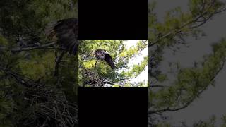 Flight of a Bald Eagle #wildontario #canadawildlife #wildlife #worldwildlifeday #nature #baldeagle
