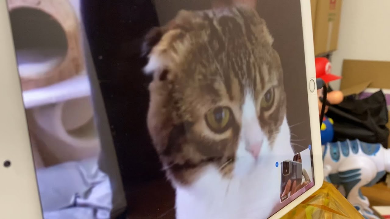 子猫】ぽこ太郎とうま次郎とZoomで遊んだよ♪【スコティッシュ