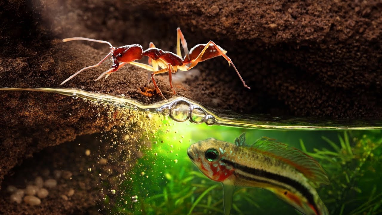 I Built an Amazon Rainforest Simulation