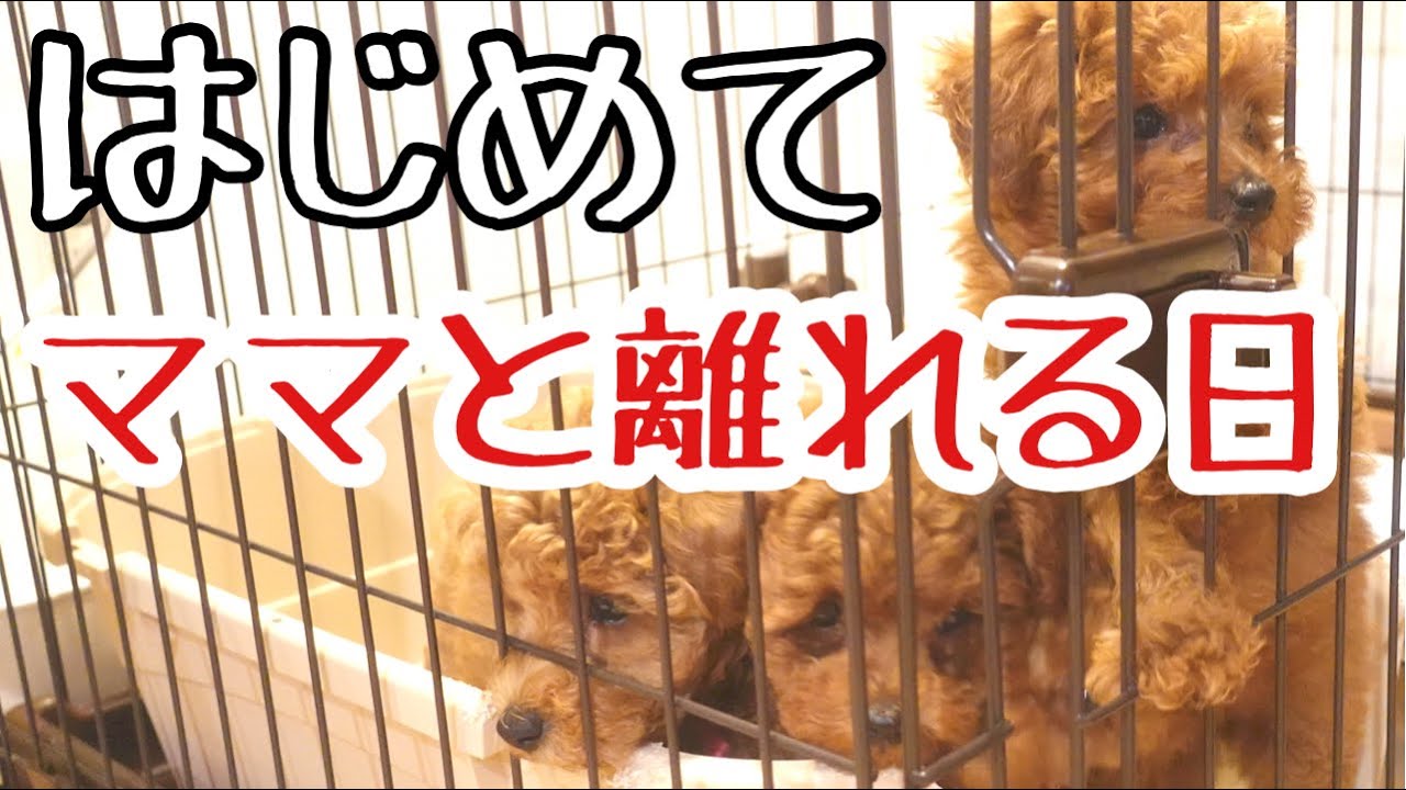 トイプードル子犬とある1日】出産後初!?ママと離れる⁈子犬とママの反応