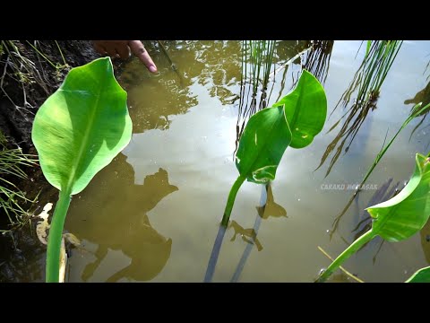 Tumbuh Di Sawah & Sudah Jarang Di Temukan,Sayuran Ini Rasanya Sangat Enak