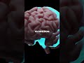 Myth Busted: You can grow new brain cells, even as you age! 🧠✨