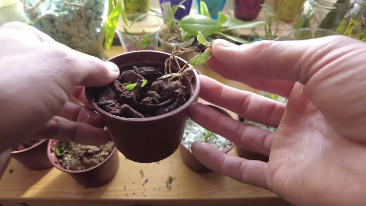 Massimo successo nella cura delle orchidee con il giusto substrato