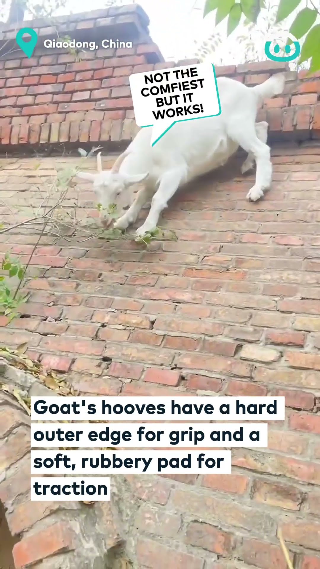Agile Goat Climbs Wall | ViralHog