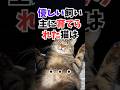 いくつ思いあたる？優しい飼い主に育てられた猫は‥ #人類ねこ同盟 #猫のいる暮らし#ねこのきもち 目を細める猫の気持ち