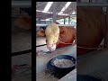 Menyusun dan Teknik Pencampuran Pakan #praktikum#ternak#sapi