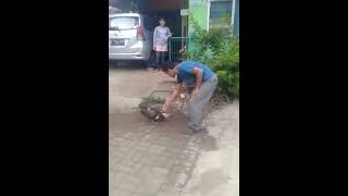 Download Lagu Entog galak MP3