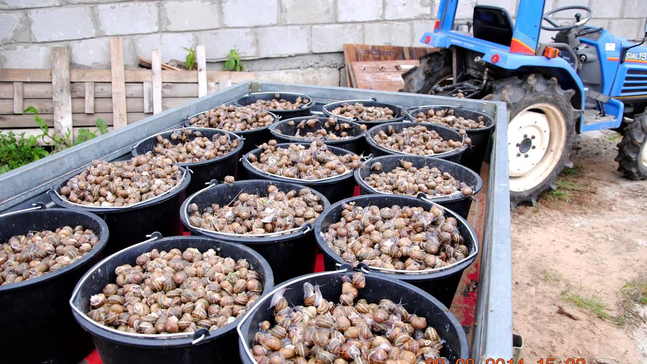 Snaillandlatvia (ENG)