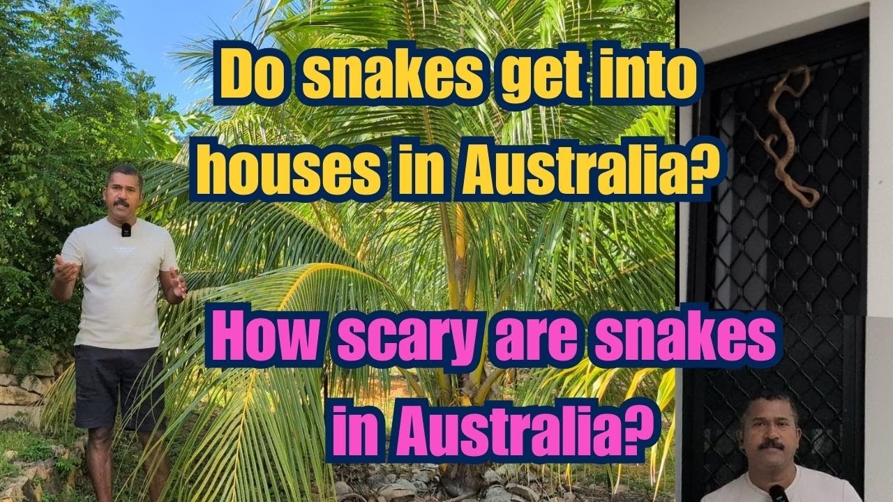 ഓസ്‌ട്രേലിയയിലെ വീടുകളിൽ പാമ്പുകൾ കയറാറുണ്ടോ | Snake problem in Australia