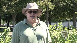Growing Wild for Pollinators