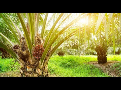 Видео: Как выглядит пальмовое масло?