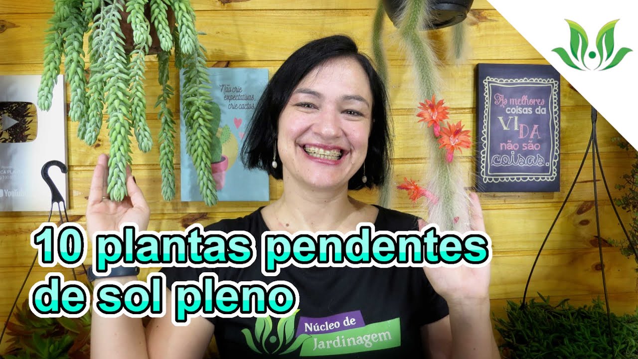 10 Plantas Pendentes de Sol Pleno - thptnganamst.edu.vn