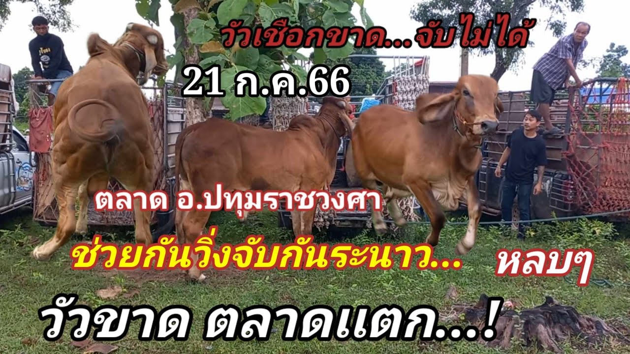 วัวเชือกขาด ตลาดแตก ช่วยกันวิ่งไล่จับระนาว...