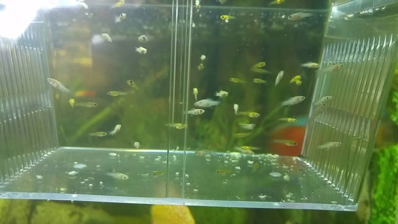 Molly fry 1 week old today and Guppy fry born today 19th July 2016