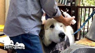 耳の薬はどうにも苦手なアランです　Great Pyrenees　グレートピレニーズ